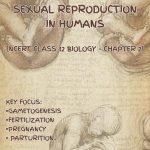 Sexual Reproduction in Humans Cover